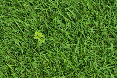 Green Grass background at football fieldの写真素材