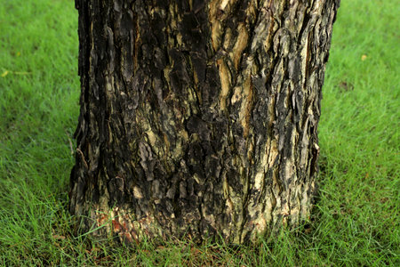 Black tree bark natural texture backgroundの写真素材