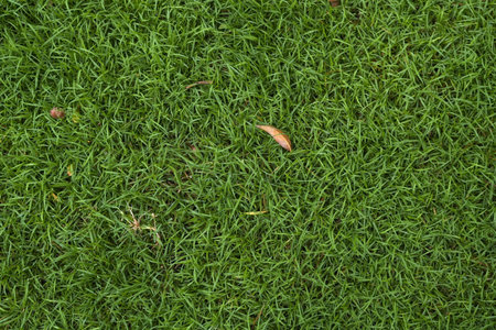 Grass background at football fieldの写真素材