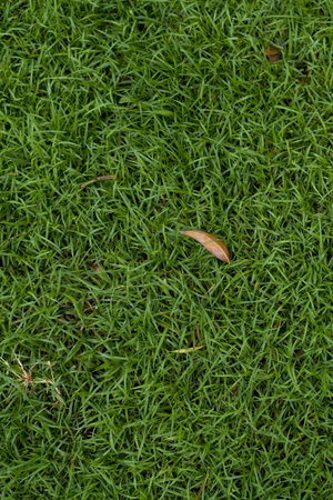 Grass background at football fieldの写真素材