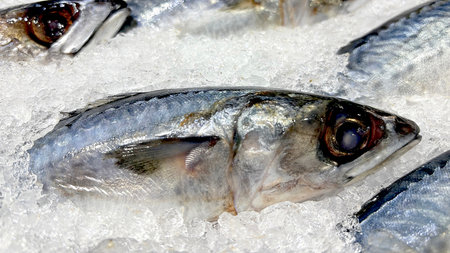 Fresh fish frozen in the market contain Omega 3の写真素材
