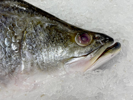 Fresh fish frozen in the market contain Omega 3の写真素材