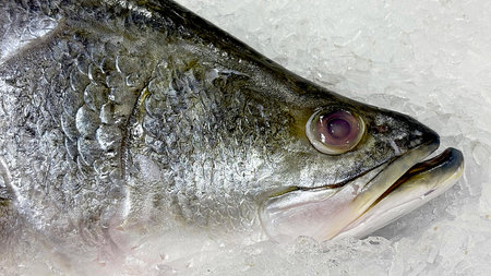 Fresh fish frozen in the market contain Omega 3の写真素材