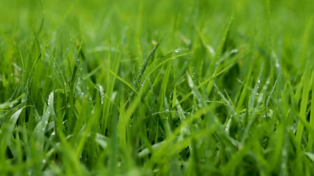 Green Grass background at football fieldの写真素材