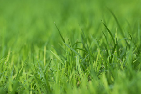 Green Grass background at football fieldの写真素材
