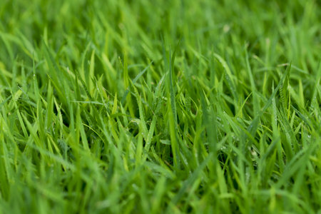 Green Grass background at football fieldの写真素材