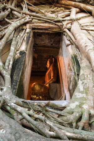 roots of bo tree cover the ancient buddhist temple unseen in thailandの写真素材