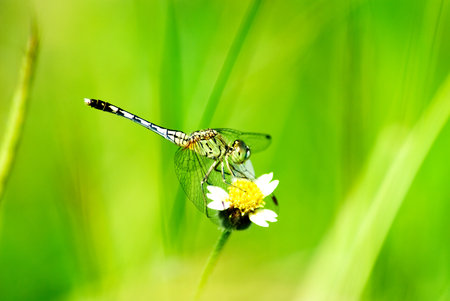 A dragonfly on flower macroの写真素材
