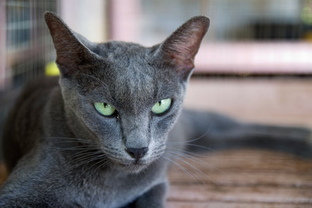 a gray cat on the groundの写真素材