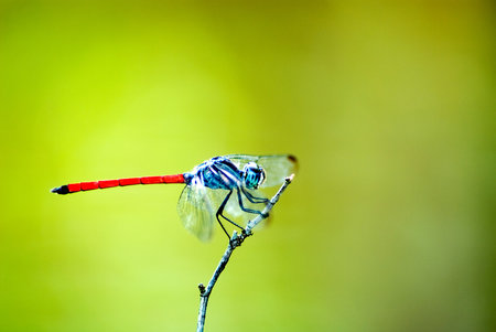 A dragonfly on pole macroの写真素材