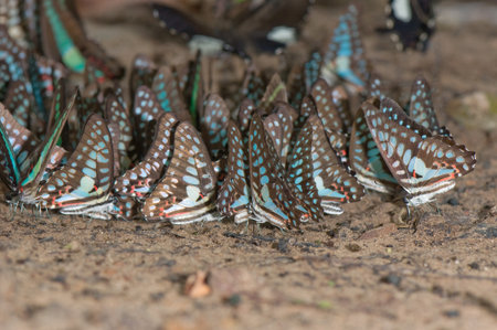group of beautiful butterfly in family papilionae,Pang si da National Park,Thailandの写真素材