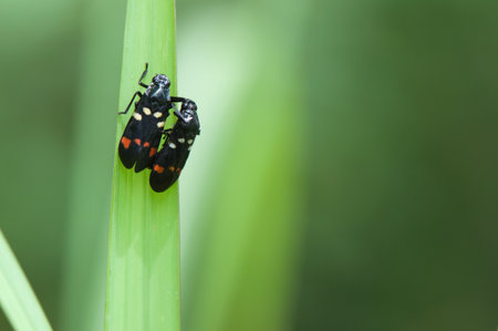 two bug on green leaf of grassの写真素材