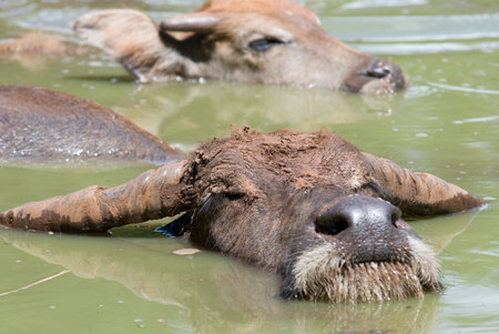 thai buffalo in the poolの写真素材