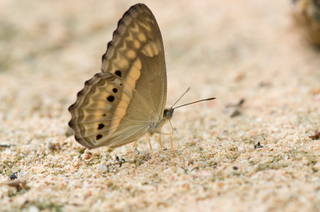 beautiful butterfly at Pang si da National Park ,Thailandの写真素材