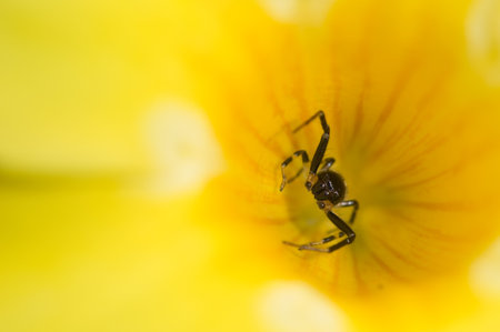 black bug in yellow flowerの写真素材