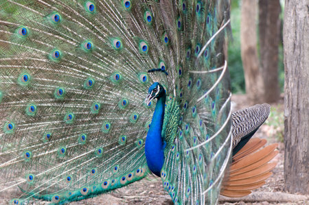 beautiful peacockの写真素材