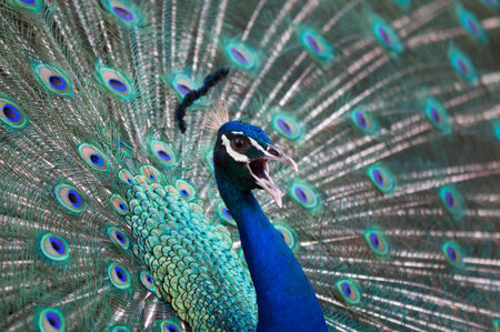 beautiful peacock