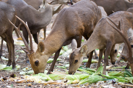 group of deers are eating foodの写真素材