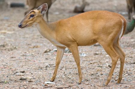 barking deer is standingの写真素材