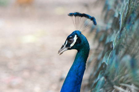 beautiful peacockの写真素材