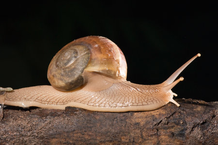 snail  in black backgroundの写真素材