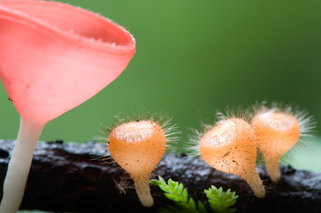 beautiful red and orange mushroomの写真素材