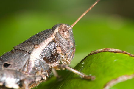 grasshopper close up
