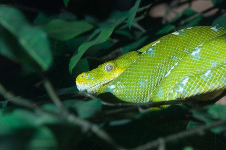 green snake on the treeの写真素材