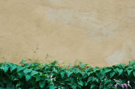 creeping fig on the tellow wallの写真素材