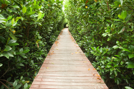 footpath between mangrove forest at Phetchaburi province Thailandの写真素材