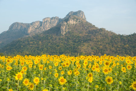 sunflower in the field at Lopburi province Thailandの写真素材