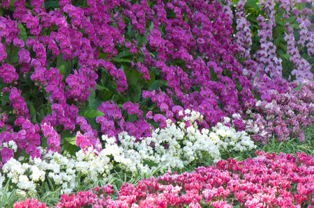 colorful flowers in the garden at flowers in winter festival Chiang Rai province Thailandの写真素材