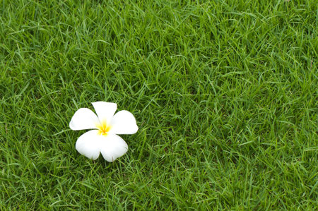 white plumeria on green grassの写真素材