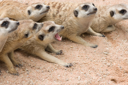 group of meerkatsの写真素材
