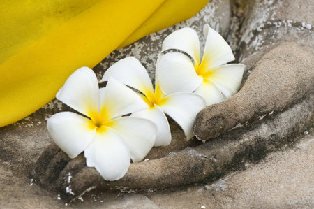 plumeria flower on ancient hand of buddha statueの写真素材