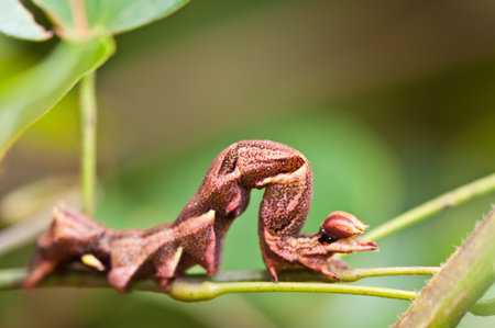 worm on branch