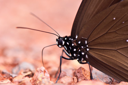 butterfly close upの写真素材