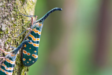 insect close up on treeの写真素材