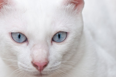white cat close upの写真素材