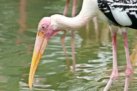 painted stork (Mycteria leucocephala) in the marshの写真素材