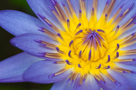 beautiful purple lotus close upの写真素材