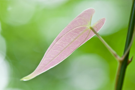 leaf close upの写真素材
