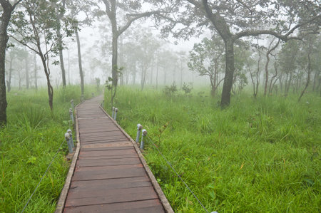 boardwalk in mistry forest Thailand