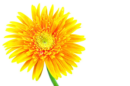 gerbera close up on white backgroundの写真素材