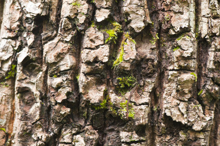 skin texture of pine tree