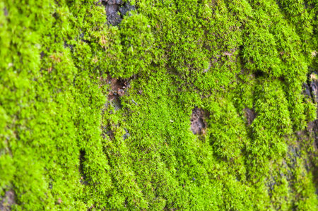 moss on skin of treeの写真素材