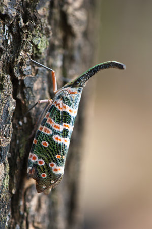 lanternfly Pyrops candelarius  on treeの写真素材