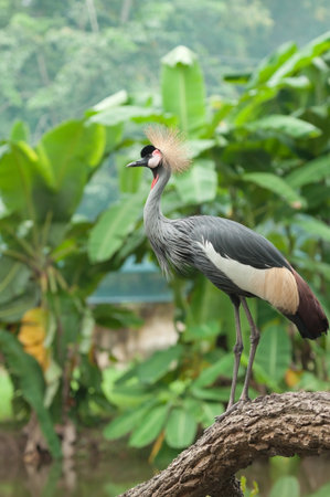 crowned crane on logの写真素材