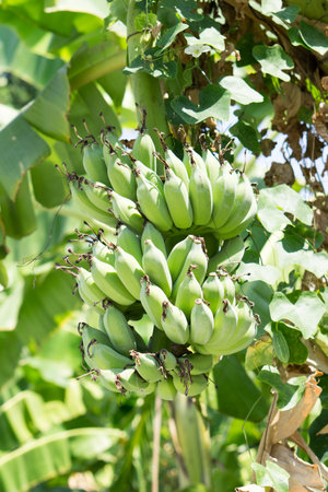 Banana tree with a bunch of raw bananasの写真素材