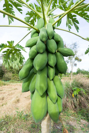 A bunch of green papaya on treeの写真素材